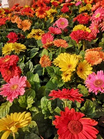 非洲菊