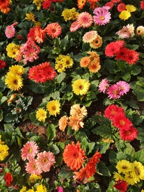 非洲菊