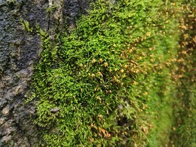 苔藓