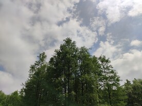 树林