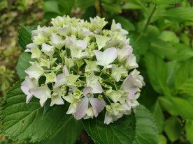 绣球花