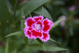 石竹花