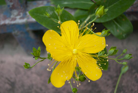 金丝桃花