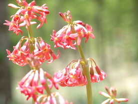 胭脂花
