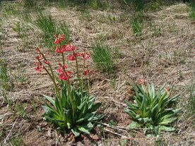 胭脂花