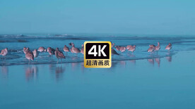 唯美海景沙滩上觅食的海鸥群