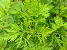 艾草