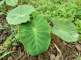 芋头