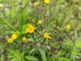 苦苣菜