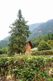 姑婆山方家茶园
