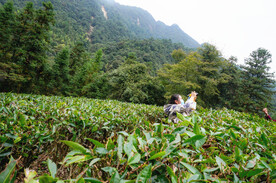 姑婆山方家茶园