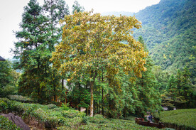 姑婆山方家茶园