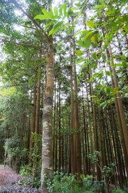 贺州姑婆山