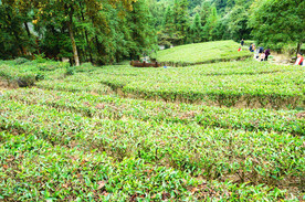 姑婆山方家茶园