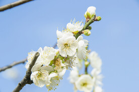 白梅花