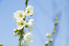 白梅花