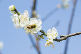 白梅花