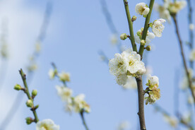 白梅花