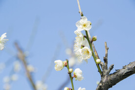 白梅花