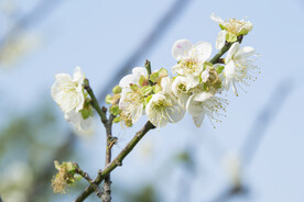 白梅花