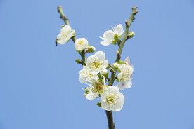 白梅花