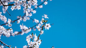 梅花