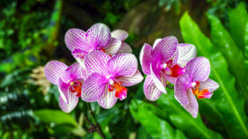 蝴蝶兰花