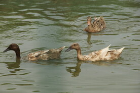 鸭子游泳