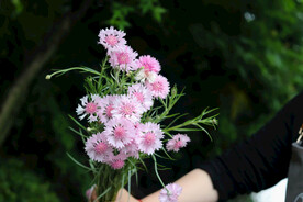 粉色矢车菊