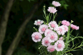粉色矢车菊