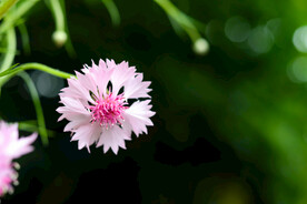 粉色矢车菊