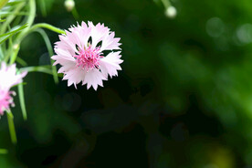 粉色矢车菊