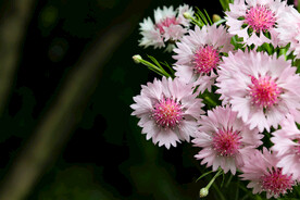粉色矢车菊