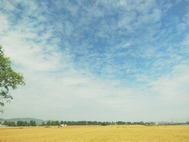 夏日晴空金色麦田乡村生活