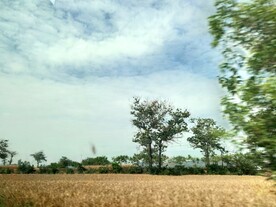 夏日晴空金色麦田乡村生活