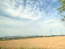 夏日晴空金色麦田电线杆高压线