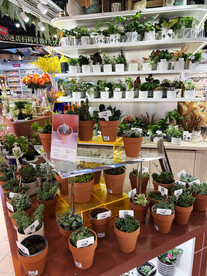绿植店