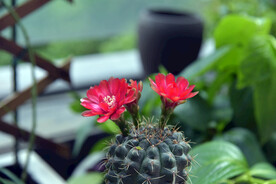 绯花玉