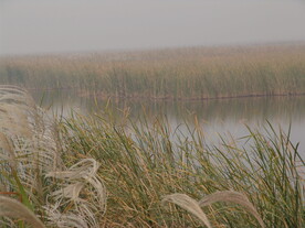 黄河湿地