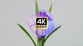 延时蓝色花朵绽放瞬间