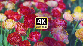 近焦拍摄郁金香花丛