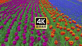 五颜六色的郁金香花田