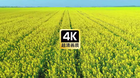 航拍广阔无垠的油菜花田地
