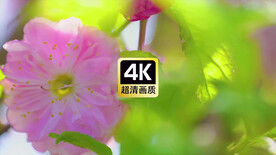 午后的樱花树上的花朵