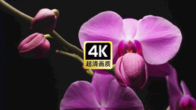 近焦夜间桃花绽放的过程特写