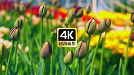 近焦郁金香花骨朵