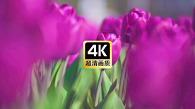 近焦郁紫色金香花丛