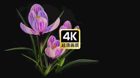 紫色朱顶红花朵夜间绽放过程特写