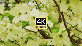 风中飘落的桃花