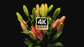 朱顶红花朵夜间绽放过程特写